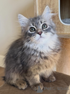 Foto №3. Sibirische Katze zu verkaufen, gesund, geimpft und sozialisiert. Deutschland