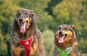 Foto №4. Ich werde verkaufen mischlingshund in der Stadt Moskova. quotient 	ankündigung - preis - Frei