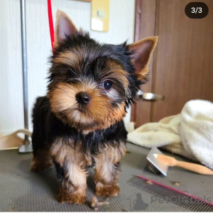 Foto №2 zu Ankündigung № 112297 zu verkaufen yorkshire terrier - einkaufen Bolivien quotient 	ankündigung