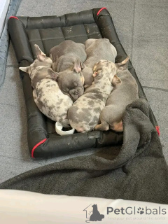 Foto №1. mischlingshund - zum Verkauf in der Stadt Aizlenten | 700€ | Ankündigung № 159562