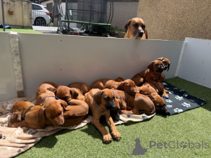 Foto №1. rhodesian ridgeback - zum Verkauf in der Stadt Halmstad | verhandelt | Ankündigung № 169702