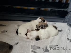 Foto №1. maltipu - zum Verkauf in der Stadt Arizona City | 339€ | Ankündigung № 163984