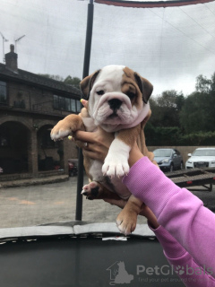 Foto №2 zu Ankündigung № 107769 zu verkaufen englische bulldogge - einkaufen Schweiz quotient 	ankündigung, züchter