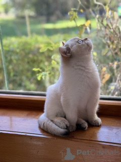 Foto №3. Stammbaumbritishaar Kätzchen. Australien