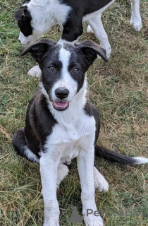 Foto №1. border collie - zum Verkauf in der Stadt Lörrach | 580€ | Ankündigung № 175980