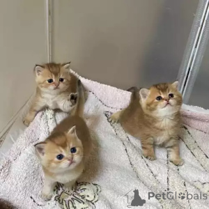 Foto №1. britisch kurzhaar - zum Verkauf in der Stadt Münchberg | 380€ | Ankündigung № 167261