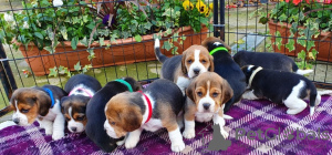 Foto №1. beagle - zum Verkauf in der Stadt Dubai | 350€ | Ankündigung № 13790