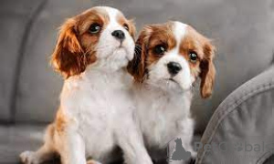 Foto №1. cavalier king charles spaniel - zum Verkauf in der Stadt Лентварис | 450€ | Ankündigung № 116176