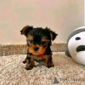 Foto №3. Teetasse Yorkie Welpe zur Adoption. USA