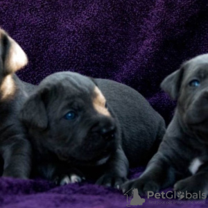 Foto №2 zu Ankündigung № 7469 zu verkaufen cane corso italiano - einkaufen Ukraine quotient 	ankündigung