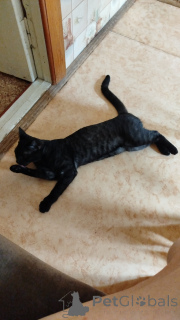 Foto №3. Bengalischer Leopard. Russische Föderation