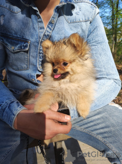 Foto №2 zu Ankündigung № 19281 zu verkaufen german spitz, pommersche spitz - einkaufen Niederlande quotient 	ankündigung