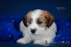 Foto №3. Jack Russell Terrier Welpe. Russische Föderation