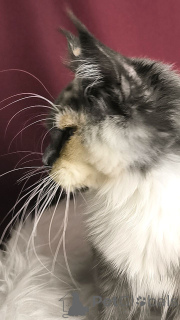 Foto №2 zu Ankündigung № 156805 zu verkaufen maine-coon-katze - einkaufen Niederlande züchter
