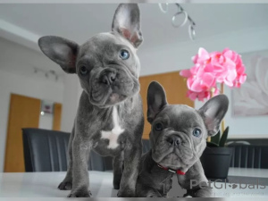 Foto №1. französische bulldogge - zum Verkauf in der Stadt Гамбург | 600€ | Ankündigung № 136638