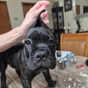 Foto №2 zu Ankündigung № 158577 zu verkaufen cane corso italiano - einkaufen Schweiz züchter