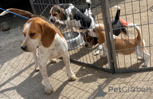 Foto №3. Beagle-Welpen. Belgien