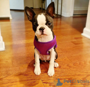 Foto №3. Wunderschöne Boston-Terrier-Welpen sind jetzt für ein liebevolles Zuhause. USA