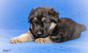 Foto №4. Ich werde verkaufen osteuropäischer schäferhund in der Stadt St. Petersburg. quotient 	ankündigung - preis - 442€