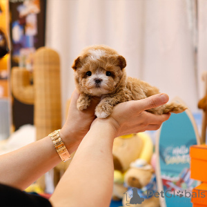 Foto №3. süßer Maltipu -Welpe. USA