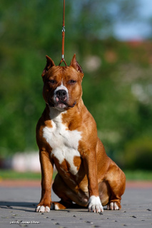 Zusätzliche Fotos: Der Zwinger bietet schicke Welpen für den American Staffordshire Terrier!