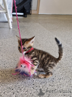 Foto №4. Ich werde verkaufen toyger in der Stadt Dublin. züchter - preis - 350€