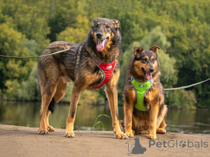 Foto №1. mischlingshund - zum Verkauf in der Stadt Moskova | Frei | Ankündigung № 152308