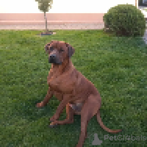 Foto №4. Ich werde verkaufen rhodesian ridgeback in der Stadt Janopol. züchter - preis - 500€