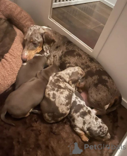 Foto №4. Ich werde verkaufen dackel in der Stadt Anderu.  - preis - Frei