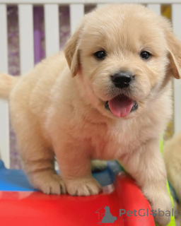Foto №3. Golden Retriever-Welpen.. Finnland