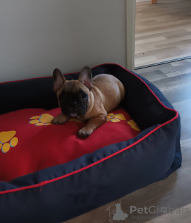 Foto №2 zu Ankündigung № 45916 zu verkaufen französische bulldogge - einkaufen Finnland quotient 	ankündigung
