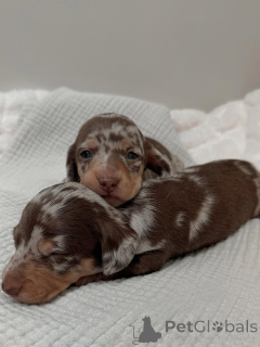 Foto №1. dackel - zum Verkauf in der Stadt Meljine | 750€ | Ankündigung № 163344