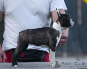 Foto №1. boston terrier - zum Verkauf in der Stadt Belgrad | verhandelt | Ankündigung № 111237