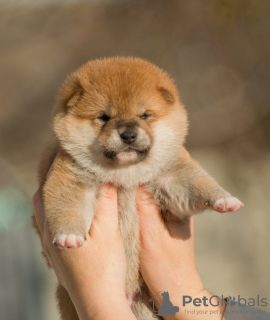 Foto №4. Ich werde verkaufen shiba in der Stadt Minsk. vom kindergarten - preis - verhandelt