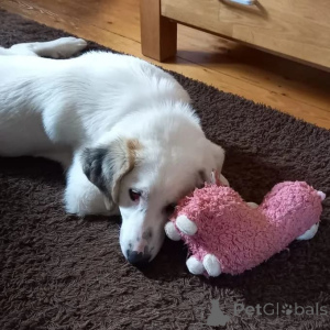 Foto №1.  - zum Verkauf in der Stadt Berlin | verhandelt | Ankündigung № 166540