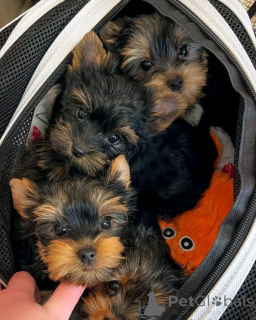 Foto №2 zu Ankündigung № 162687 zu verkaufen yorkshire terrier - einkaufen Polen züchter