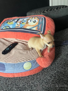 Foto №4. Ich werde verkaufen mischlingshund in der Stadt Bergen Op Zoom. quotient 	ankündigung - preis - verhandelt