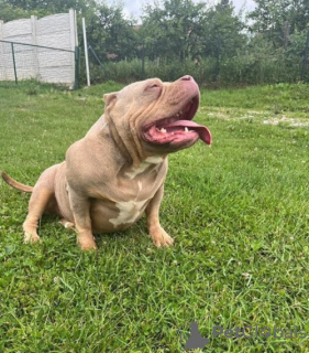 Foto №2 zu Ankündigung № 119680 zu verkaufen american bully - einkaufen Serbien züchter