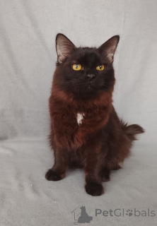 Foto №1.  - zum Verkauf in der Stadt Moskwa | Frei | Ankündigung № 164495