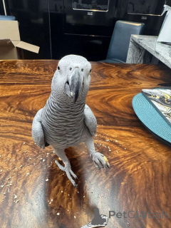 Foto №1.  - zum Verkauf in der Stadt Berlin | Frei | Ankündigung № 162289