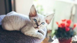 Foto №2 zu Ankündigung № 173269 zu verkaufen cornish rex - einkaufen Norwegen quotient 	ankündigung, züchter