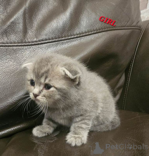 Foto №4. Ich werde verkaufen britisch kurzhaar in der Stadt Rochester. quotient 	ankündigung - preis - 484€