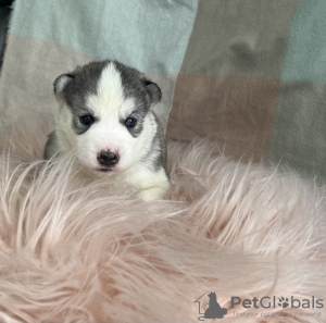 Foto №1. siberian husky - zum Verkauf in der Stadt Secaucus | 237€ | Ankündigung № 108612