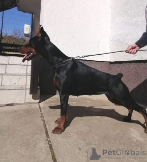 Zusätzliche Fotos: Dobermann BESTE Welpen