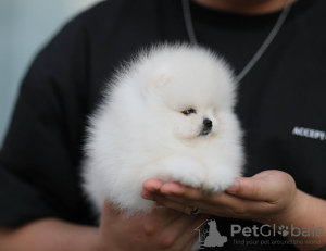 Foto №2 zu Ankündigung № 130646 zu verkaufen pommersche spitz - einkaufen Deutschland quotient 	ankündigung