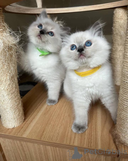 Foto №3. Wunderschöne kleine Ragdolls Kätzchen. USA