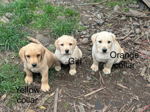 Foto №3. 5 Gelbe Labradorwelpen. Österreich
