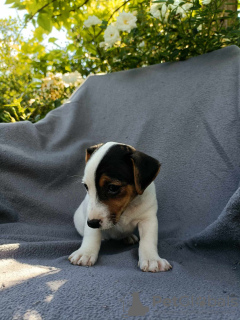 Foto №2 zu Ankündigung № 62289 zu verkaufen jack russell terrier - einkaufen Polen züchter