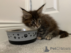 Foto №4. Ich werde verkaufen maine-coon-katze in der Stadt California. quotient 	ankündigung, vom kindergarten - preis - 208€