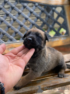 Zusätzliche Fotos: Belgische Schäferhundwelpen